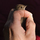 Walter Clevinger blows on the belly of a dusk flycatcher to determine its sex. PHOTO: Courtesy of Paul Kirchner Studios, all rights reserved