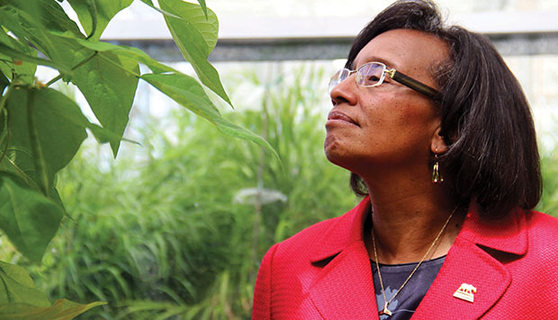 Dillard, a plant pathologist, feels at home in the UC Davis greenhouse. PHOTO: Molly Oleson