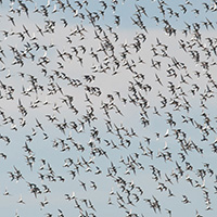 A dunlin flock over rice fields near Colusa, Calif. PHOTO: Drew Kelly, courtesy of TNC