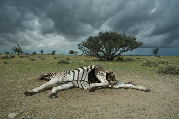 Anthrax outbreaks kill herbivores like the zebra, pictured in Etosha National Park, Namibia.