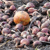 Damaged crops after Hurricane Irene passed through New York State on August 28, 2011. PHOTO: FEMA/Elissa Jun