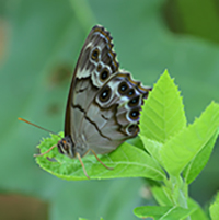 The pearly-eye satyr moth, found primarily in damp, wooded areas of the southeastern United States. PHOTO: Lewis Scharpf