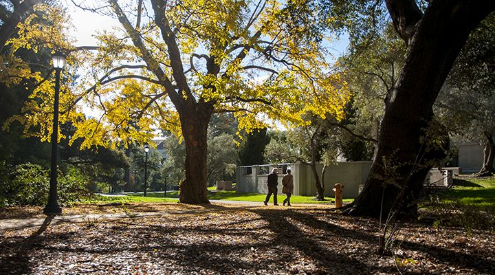 people walking under a tree with bright yellow leaves on the Berkeley campus