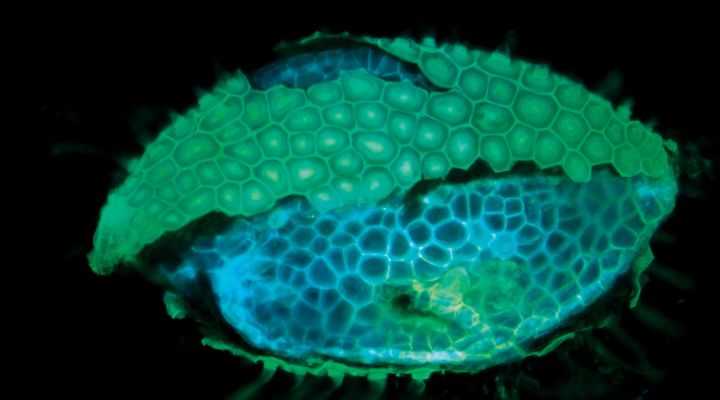 A colorful microscopic image