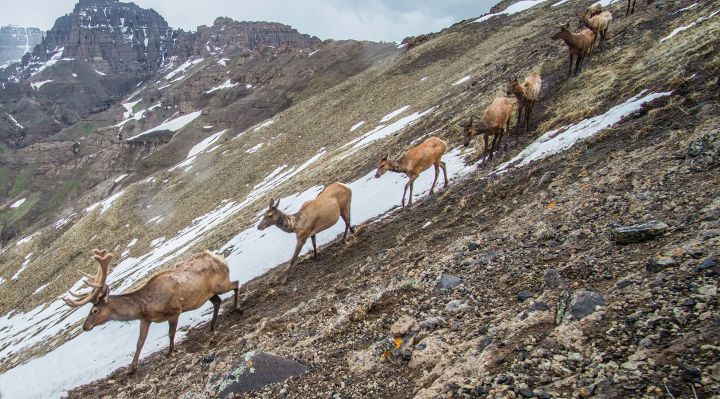 Elk migrating in the Greater Yellowstone Ecosystem