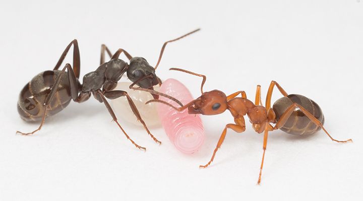 Two ants and larvae