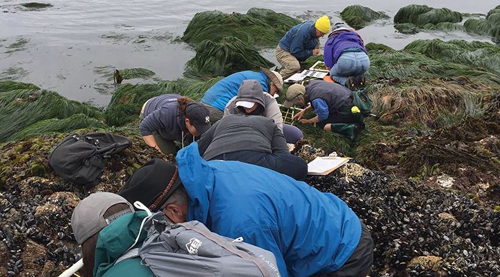 Volunteers count organisms in a tide pool