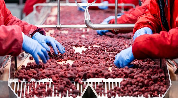 hands sorting berries in a factory