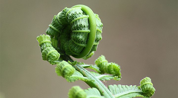 a fern starting to unfurl