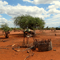 In Tanzania, subsistence farmers were badly affected by a two-year drought that destroyed any chance of food or water security. <strong>Deepak Premkumar</strong>, an agricultural and resource economics (ARE) PhD student, has conducted a needs assessment to provide recommendations for future development projects in the area. <cite>Tanzania</cite> PHOTO: Deepak Premkumar