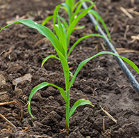 <strong>Becca Taylor</strong>, an ARE PhD candidate working with Professor <strong>David Zilberman</strong>, has studied the adoption of drip irrigation in California. The technology was introduced in 1969; less than 5 percent of farmers had adopted it by 1979, and now it is used on 40 percent of irrigated land. Adoption was triggered by water scarcity, especially during droughts; by the development of cultural practices that accommodate drip irrigation; and by improvements in technology. Drip irrigation has increased yields, saved water, and generated net benefits that are likely to be greater than a billion dollars annually. <cite>California</cite> PHOTO: David Zilberman PHOTO: Adobe Stock