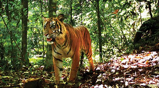 A tiger in Gunung Leuser National Park, a UNESCO World Heritage Site in North Sumatra, Indonesia. Matthew Luskin, a PhD candidate in ESPM studied them.