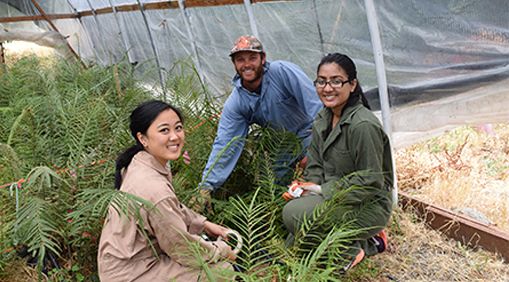 Three undergraduates and prof Celine Pallud research the fern Pteris vittata’s ability to remove arsenic from soil.