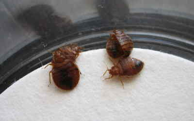 Bed Bugs